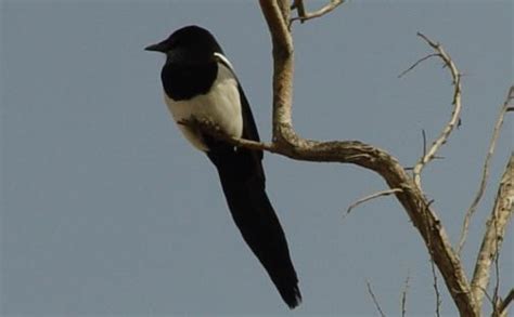 陽台飛來一隻鳥|我家飛來一隻鳥！這是什麼鳥？